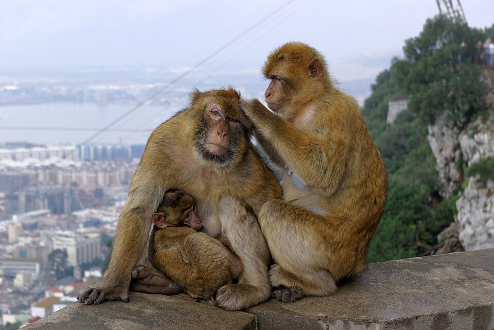 Los monos de Gibraltar: dónde verlos y consejos 1 Gibraltar macacos