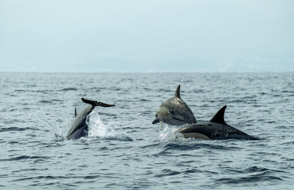 Avistamiento de cetáceos y orcas en el Estrecho desde Tarifa 1 delfines estrecho